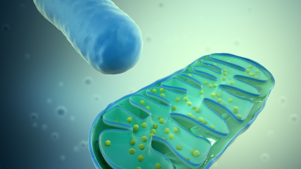 Mitochondrial DNA test